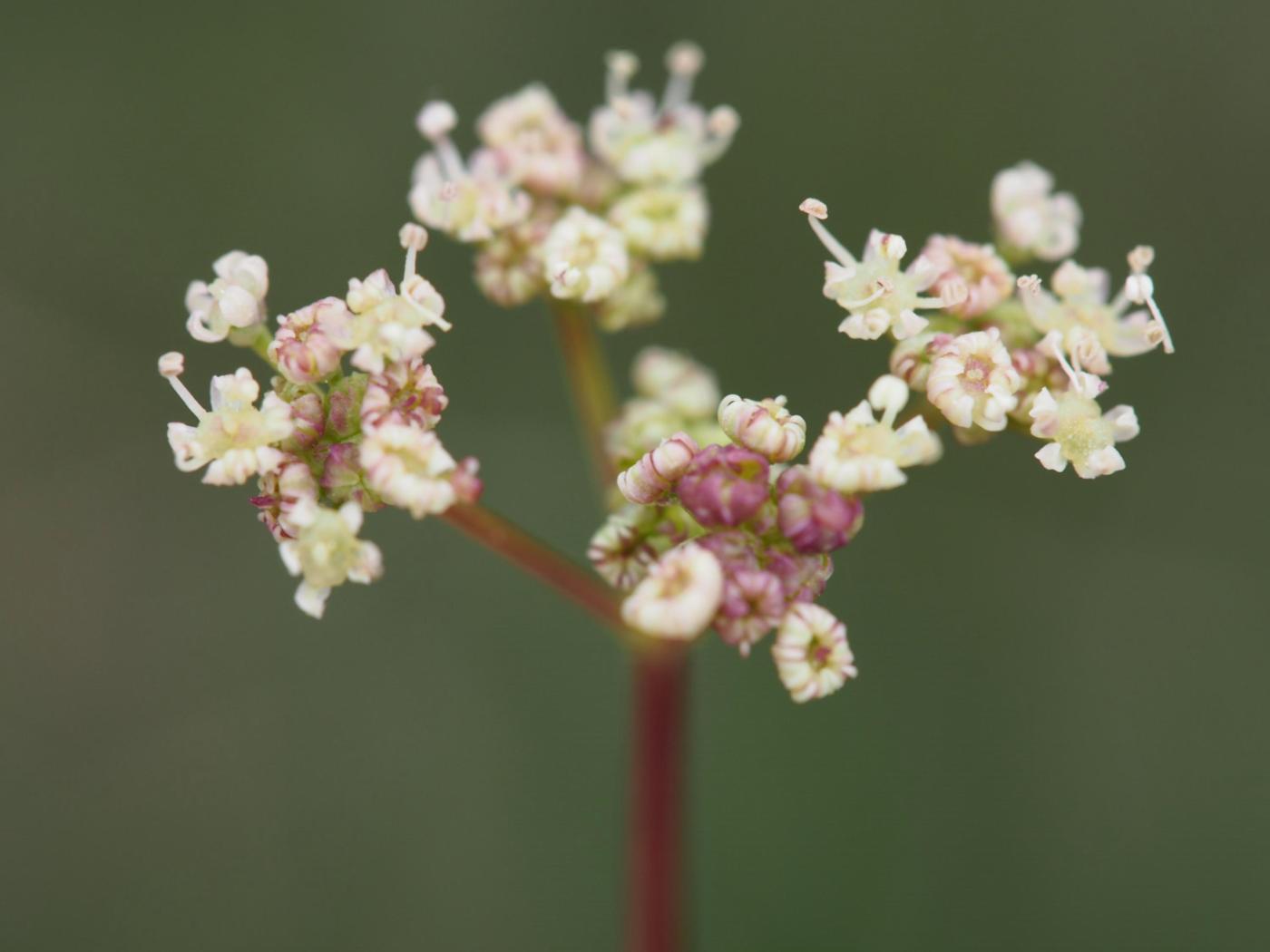 Honeywort flower